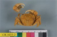 藏品(絨毛近方蟹)的圖片